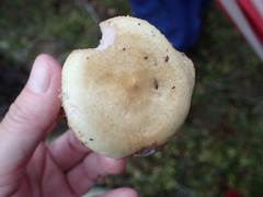 Lactarius repraesentaneus