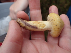 Lactarius repraesentaneus