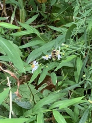 Milesia virginiensis