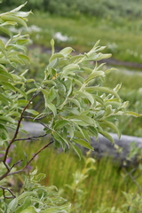 Salix glauca