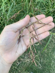 Sorghum