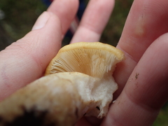Lactarius repraesentaneus