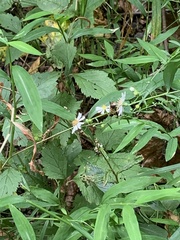 Milesia virginiensis