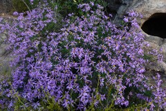 Felicia filifolia