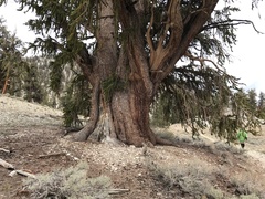 Pinus longaeva