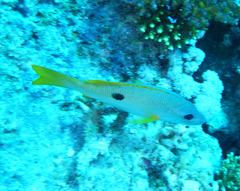 Lutjanus monostigma