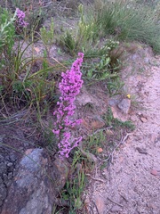 Erica mauritanica