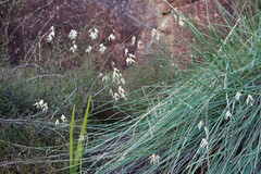 Melasphaerula graminea