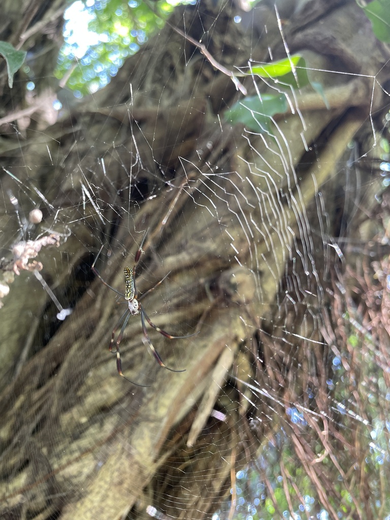 Golden Silk Spider from Av los Tules, Puerto Vallarta, JAL, MX on