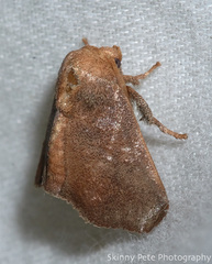 Isa textula