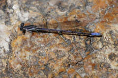 Argia hinei