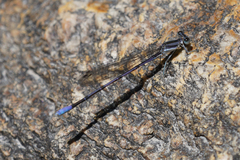 Argia hinei