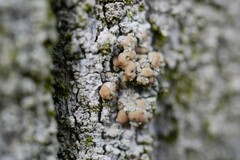 Lecanora symmicta