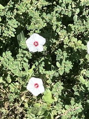 Convolvulus equitans