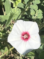 Convolvulus equitans