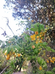 Senna stipulacea