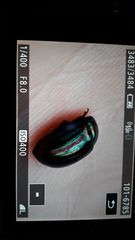 Chrysolina americana