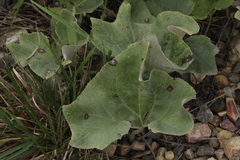 Petasites spurius