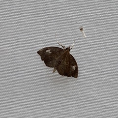 Perispasta caeculalis