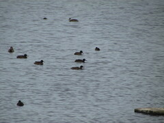 Heteronetta atricapilla