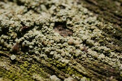 Lecanora polytropa