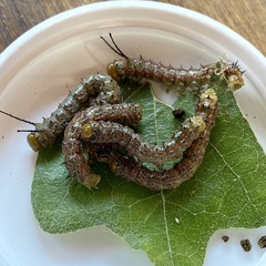 Anisota virginiensis