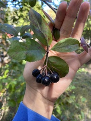 Aronia