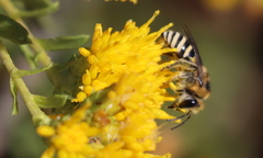 Colletes