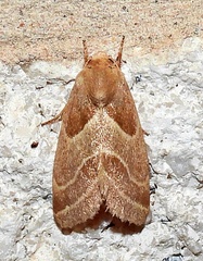 Schinia oleagina