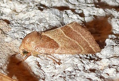 Schinia oleagina
