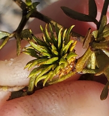 Asphondylia rosetta