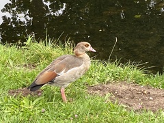 Alopochen aegyptiaca