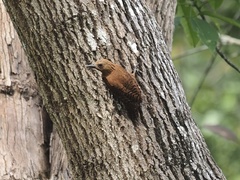 Micropternus brachyurus