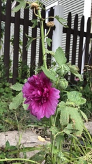 Alcea