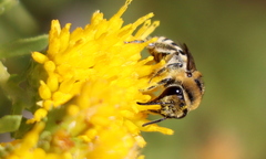 Colletes