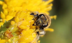 Colletes