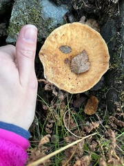 Lactarius torminosus