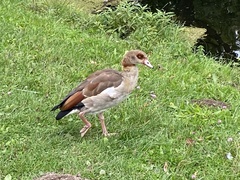 Alopochen aegyptiaca