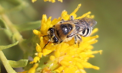 Colletes