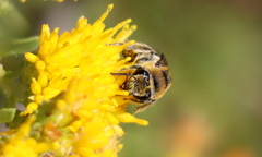 Colletes