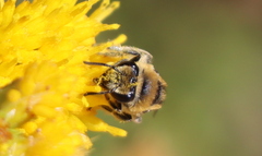 Colletes