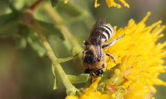 Colletes