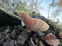Lactarius torminosus
