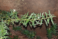 Podocarpus elongatus