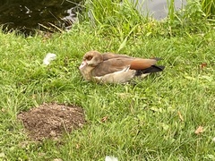 Alopochen aegyptiaca