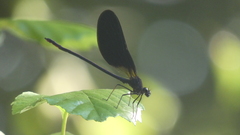 Calopteryx haemorrhoidalis