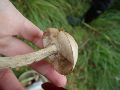 Leccinum holopus