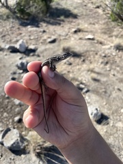 Sceloporus cowlesi