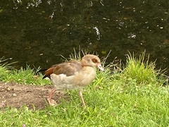 Alopochen aegyptiaca