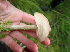 Leccinum holopus